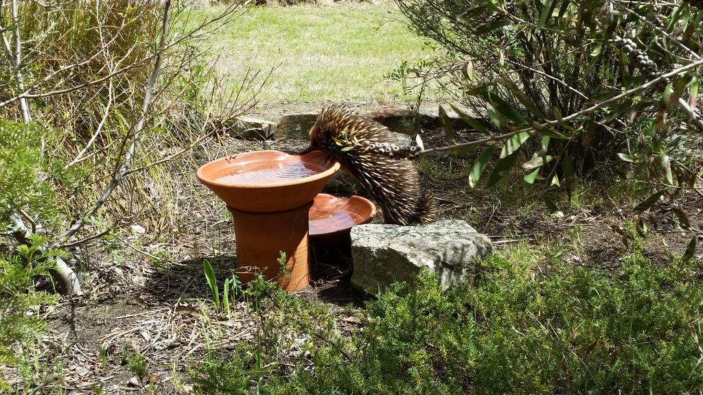 Wind Song Bed & Breakfast Little Swanport Esterno foto